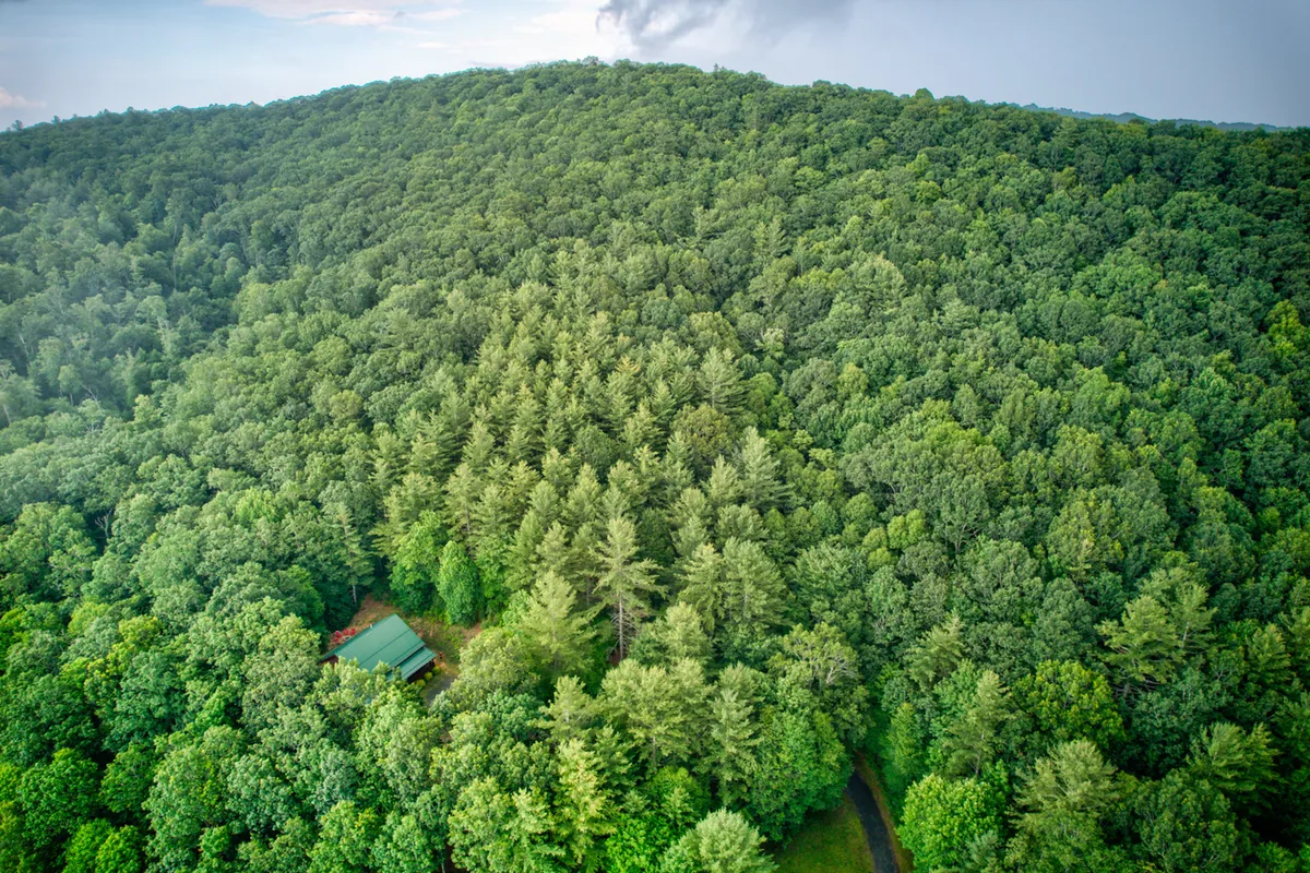 A panoramic view of dense forest with a small cabin and a winding path, inviting thoughts of hiking, birdwatching, and discovering hidden trails among the trees. The setting is tranquil and untouched, ideal for exploration and nature-based pursuits.